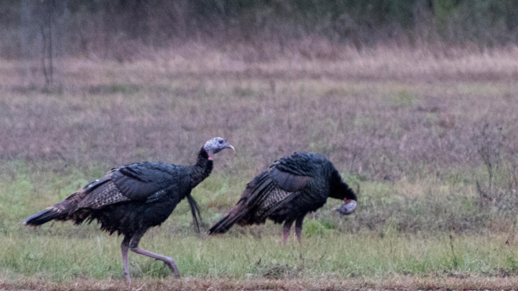 Wild turkey couple