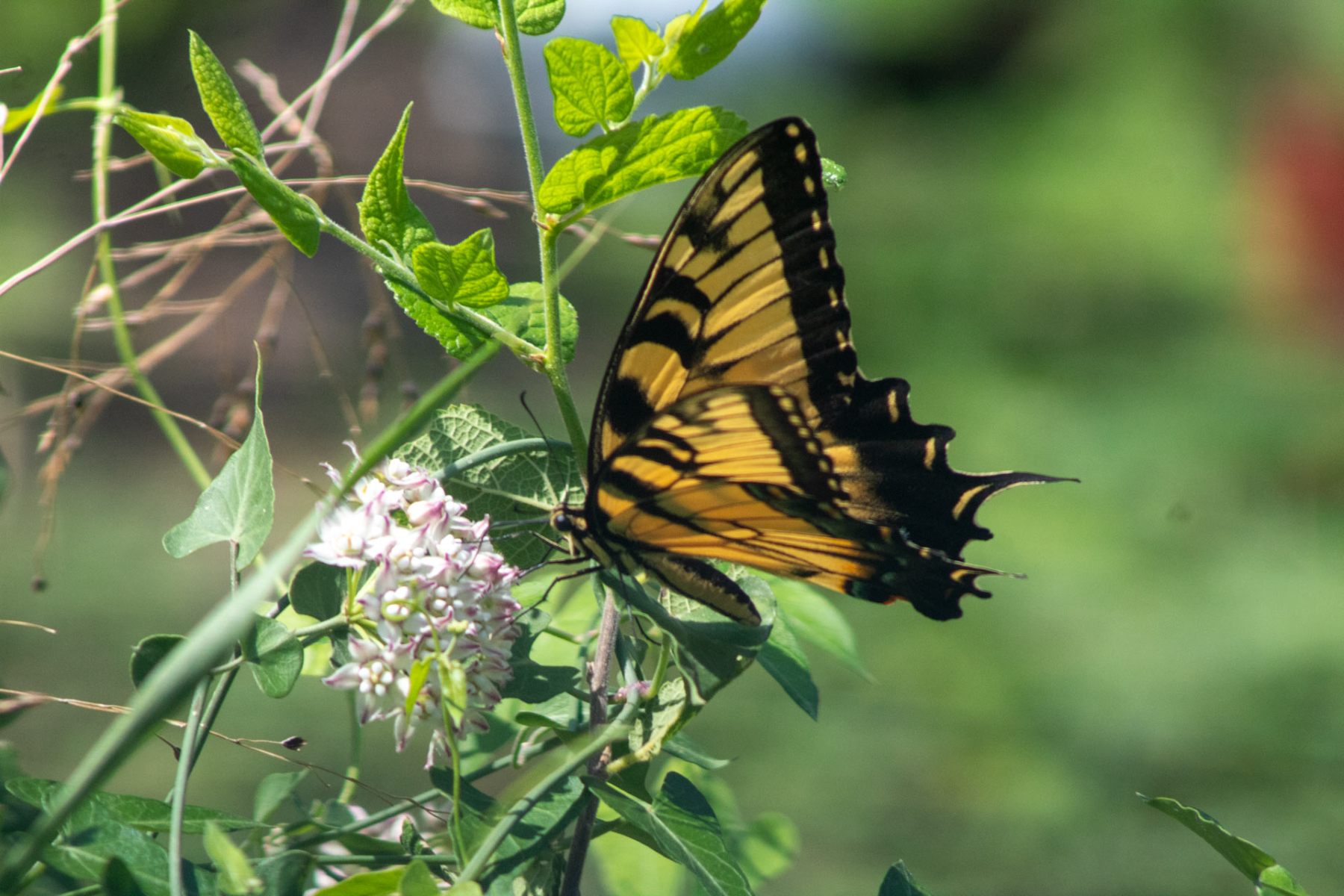 Butterfly on milkweed