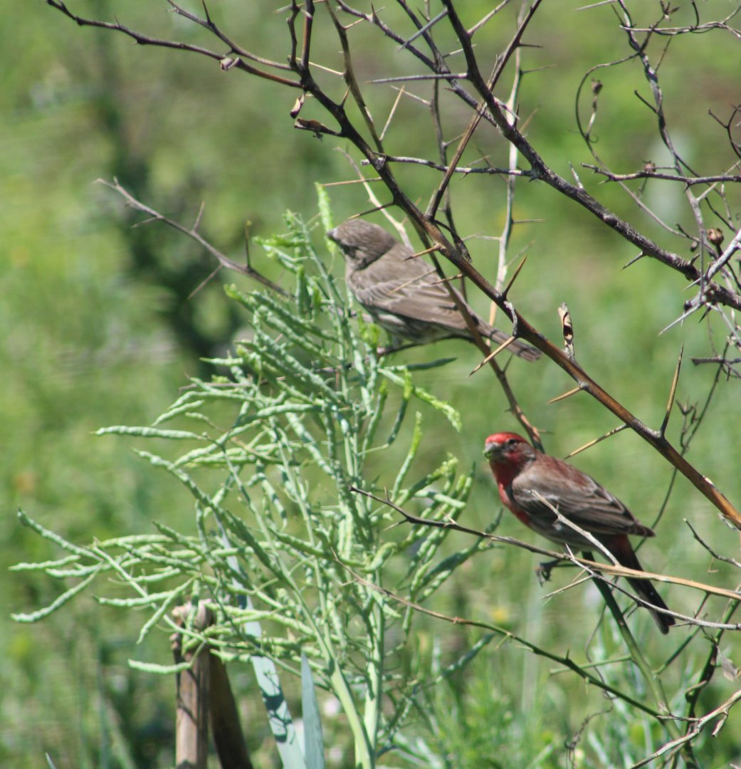Male and Female House Finch