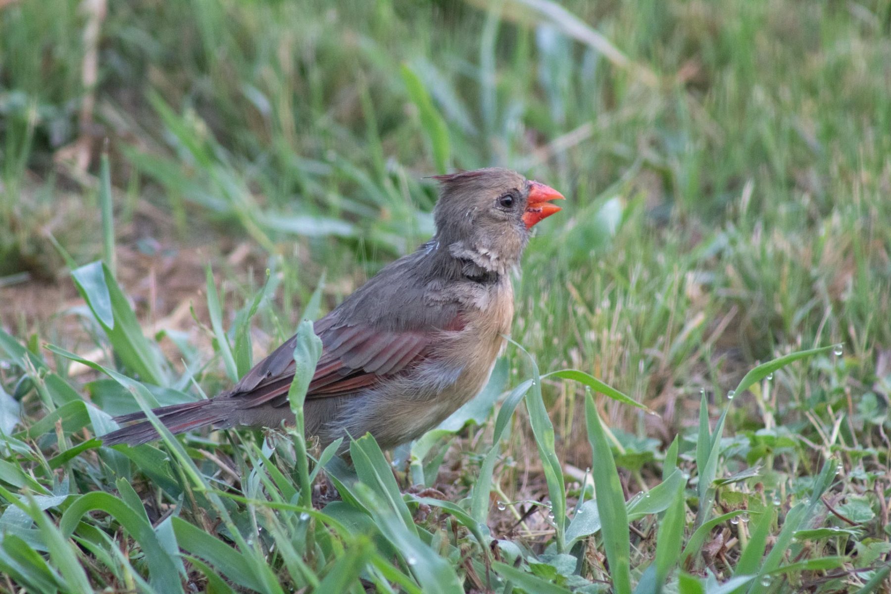 Female cardinal