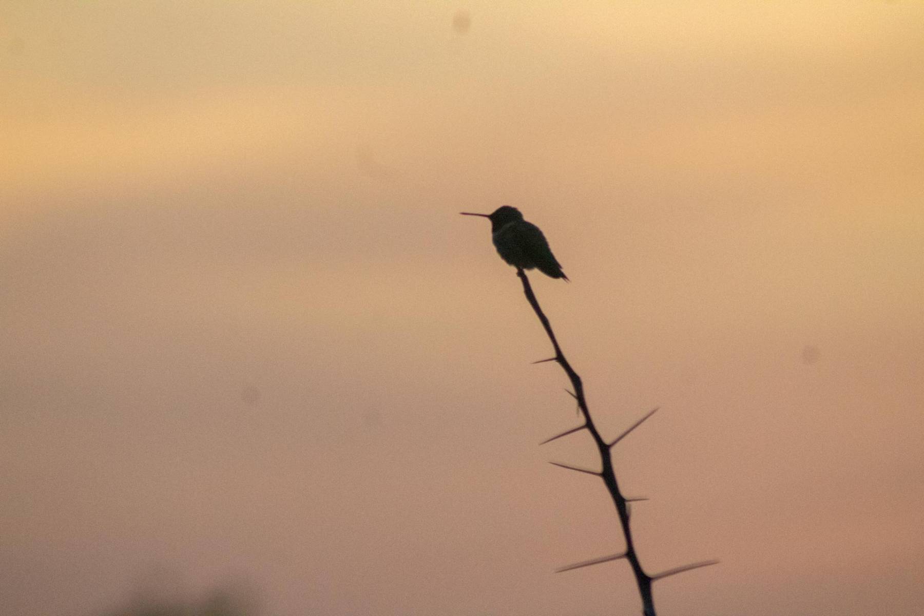 Hummingbird at sunset
